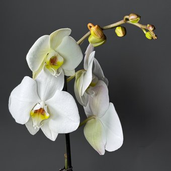 Фаленопсис( орхидея)