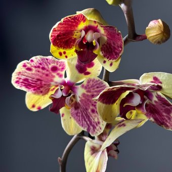 Фаленопсис( орхидея)