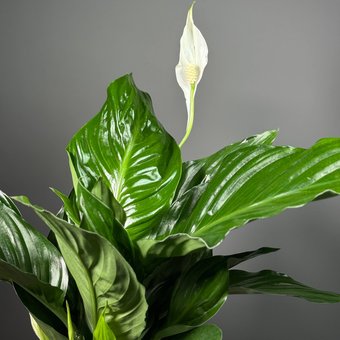 Спатифиллум