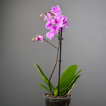 Фаленопсис( орхидея)