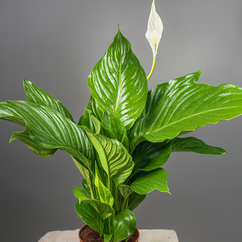 Спатифиллум