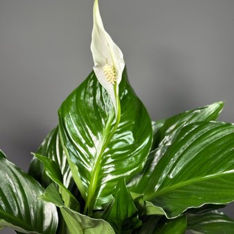 Спатифиллум